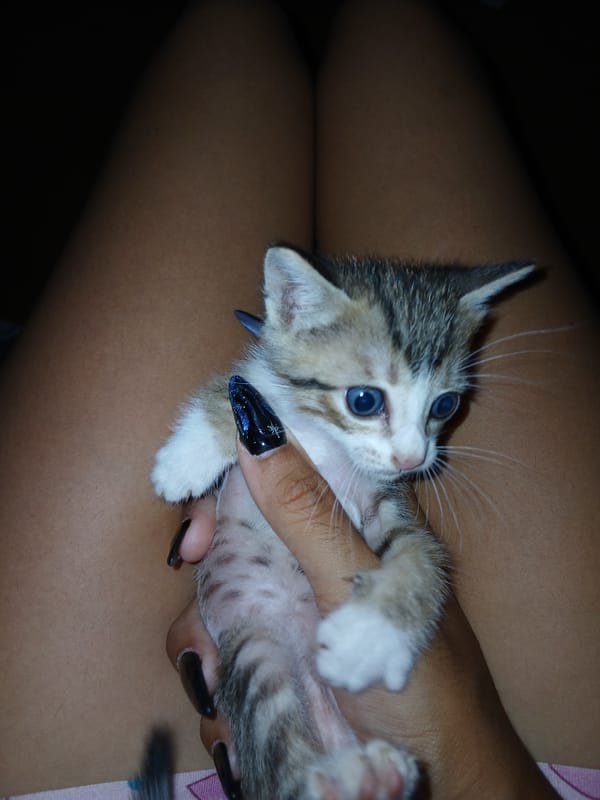 Kitten found shelter in slipper, documented in Altagracia