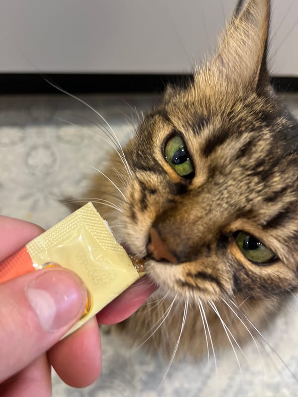 Tabby cat snack time, plus a desk setup in Babruysk