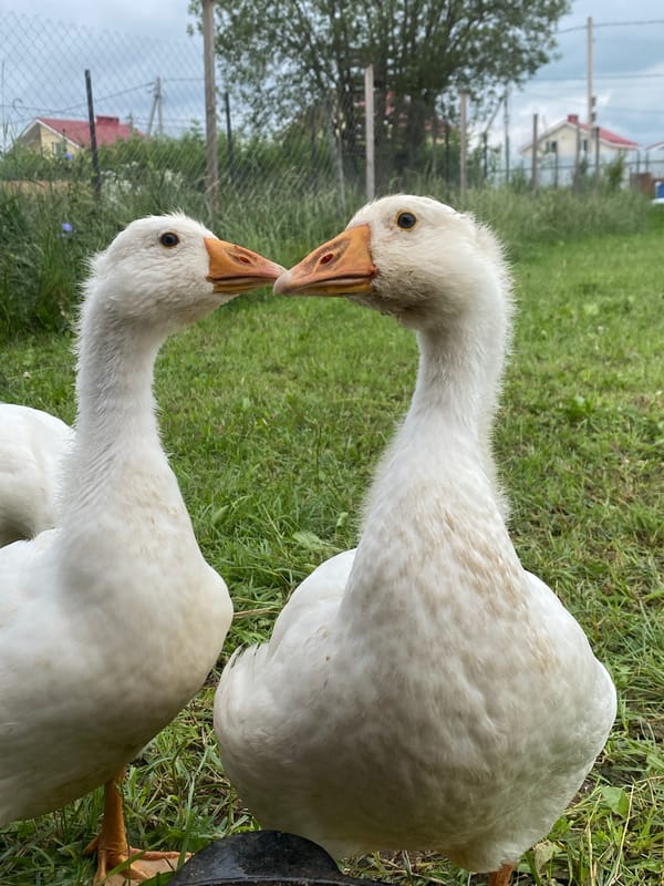 Geese and a dove going about their day outdoors