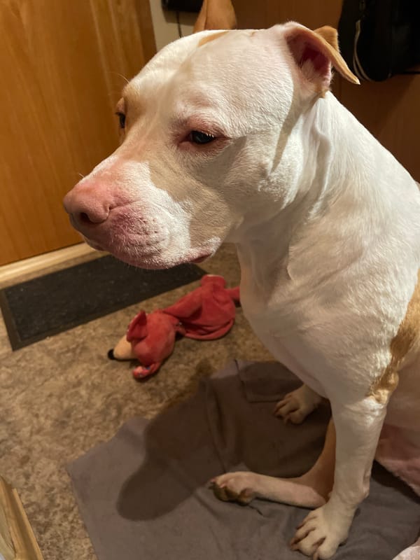 White and tan pit bull relaxing indoors with a plush toy