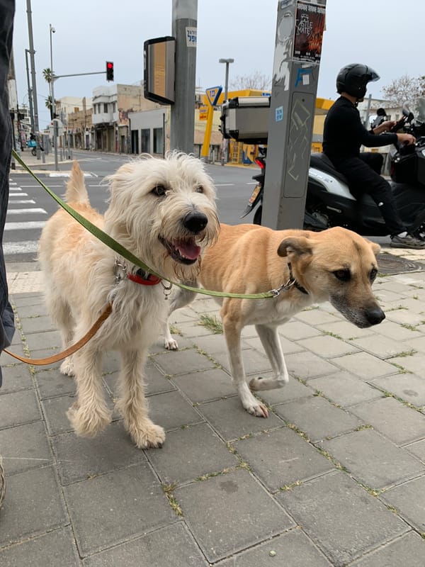 Tel Aviv street life: dogs, cats, graffiti, architecture