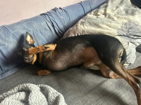 Miniature Pinscher rests on couch in Sofia home
