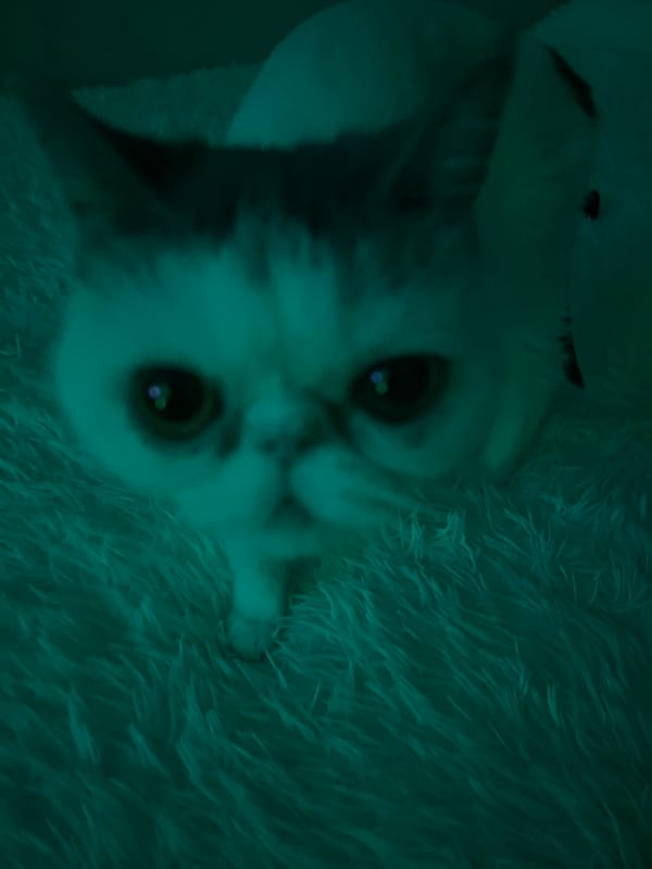 Cat lounging and moving on a fluffy surface in Karaganda