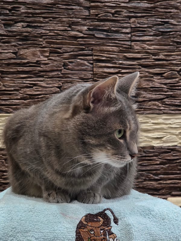 Grey tabby cat documented through evening activities and twilight observations