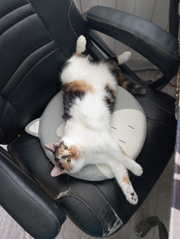 Calico cat's lazy morning at home in Ulan-Ude