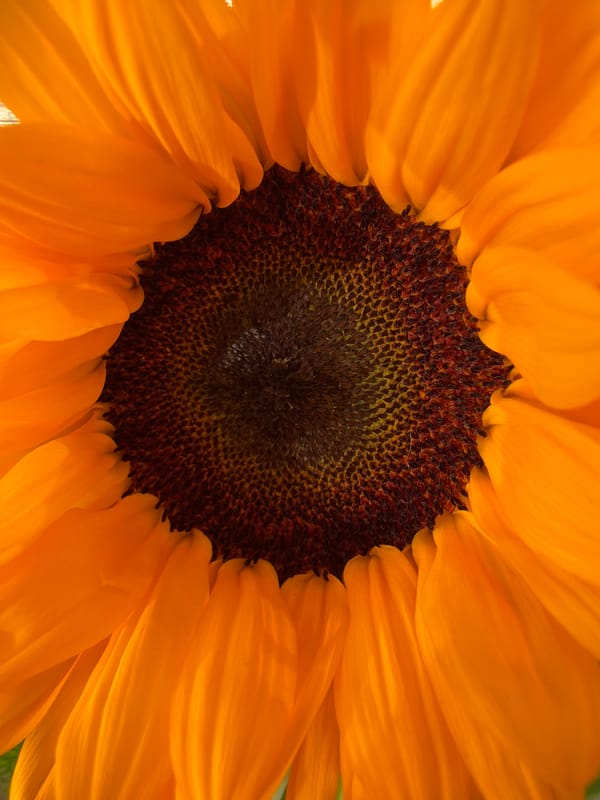 Witness documents sunflower bouquet arrangement on wooden table