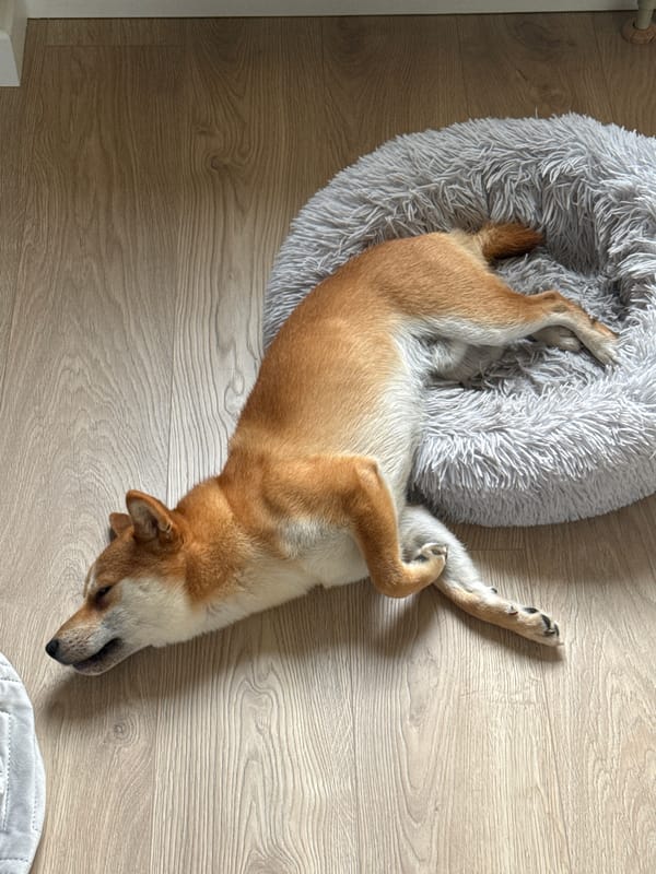 Dog rests peacefully amid cloudy skies in Carnikava, Latvia