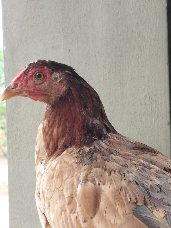 Chicken photographed multiple times in Santa Ana, Venezuela countryside