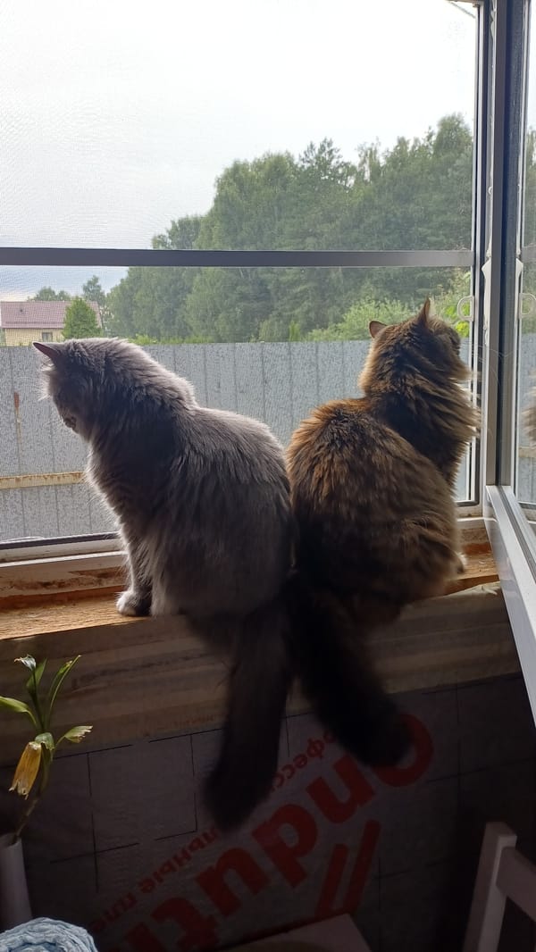 Two cats on a windowsill watching the world outside