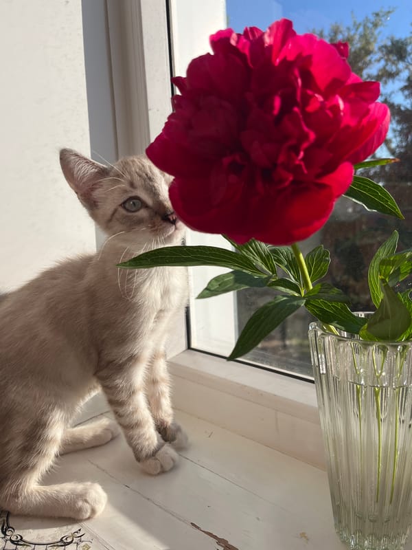 Kitten and flowering tree observed in sunny conditions