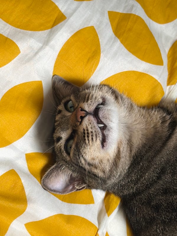 Tabby cat relaxes on patterned bedding in Milan home