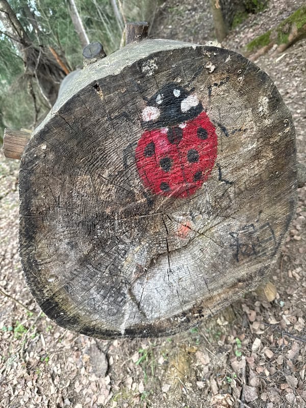 Train spotting and forest art documented in Toksovo