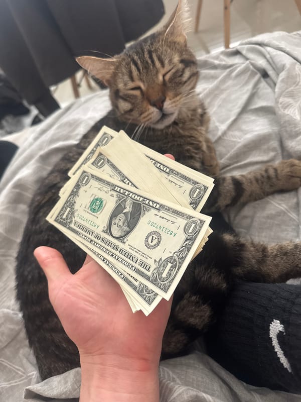 Cat photographed with dollar bills on bedspread in Tel Aviv