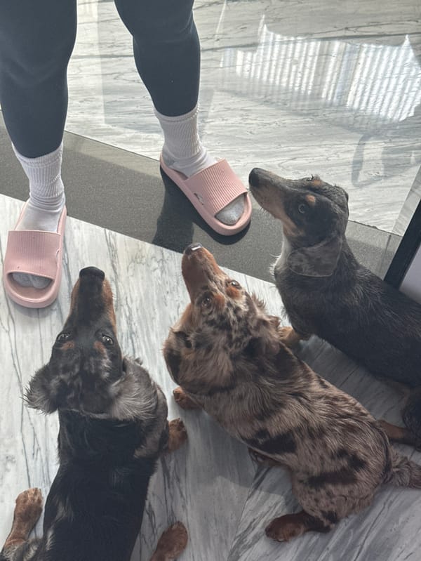 Three dachshunds gather around person in Zapopan
