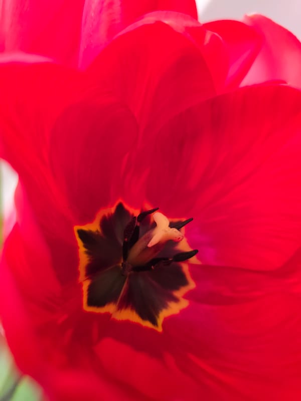 Easter preparations documented across Varna, Bulgaria homes