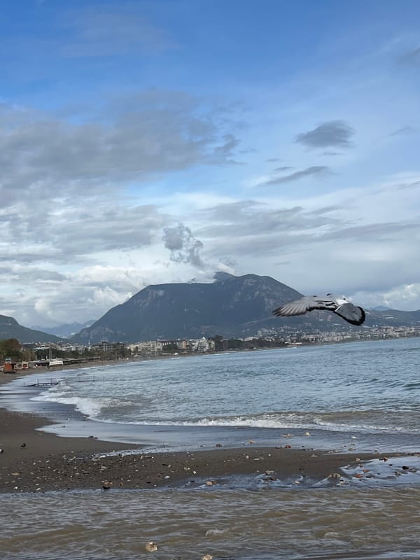 Witness captures beach scene with pigeons, debris in Alanya