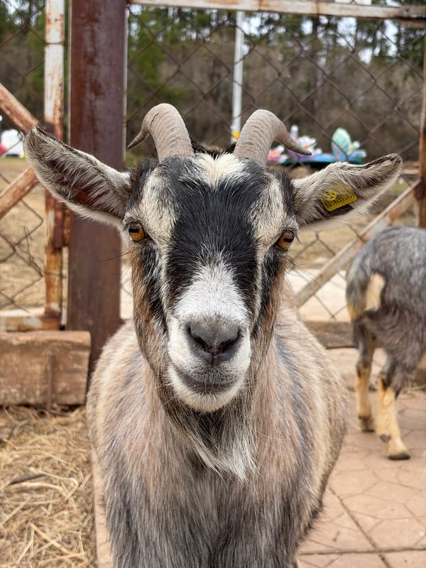 Child feeds goat in Russian enclosure