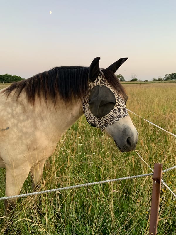 Summer evening at a rural Oberquembach property, horses and all