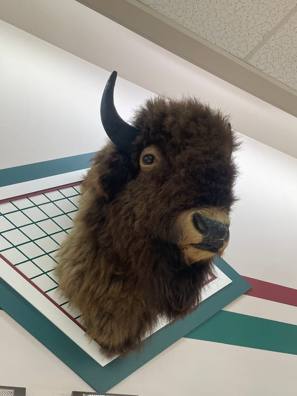 Taxidermied bison head spotted mounted on Charlevoix wall