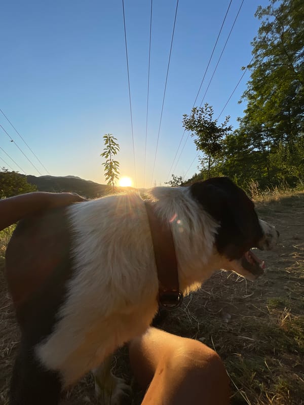 Dogs and chickens on a quiet afternoon in rural Zlatograd