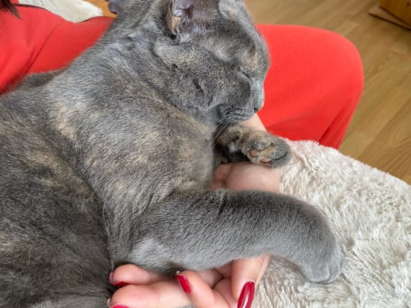 Woman and gray tabby cat photographed in Björklinge, Sweden