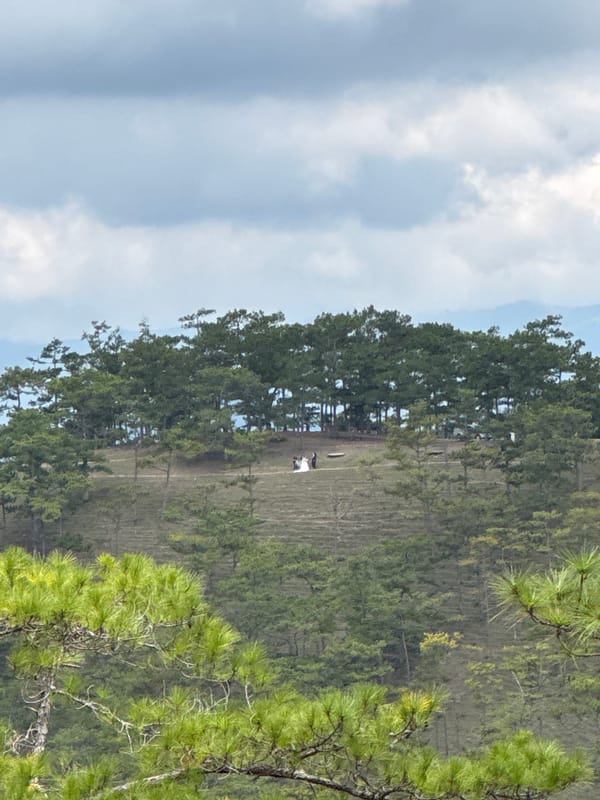 Pine forest landscape documented in Lạc Dương, Vietnam