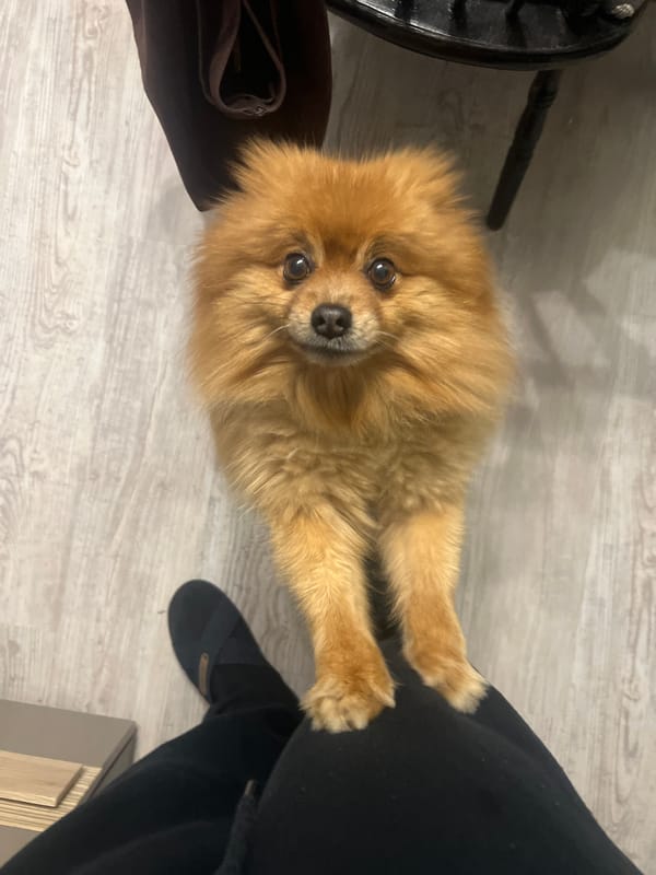 Pomeranian dog and wet streets documented in Asenovgrad