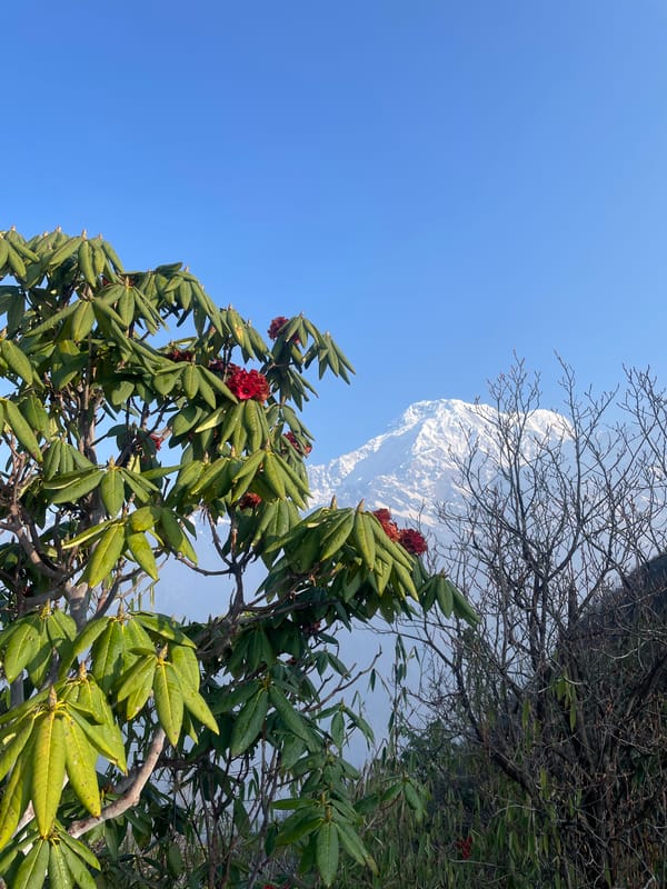 Spring foliage with red flowers documented in Lwang Ghalel