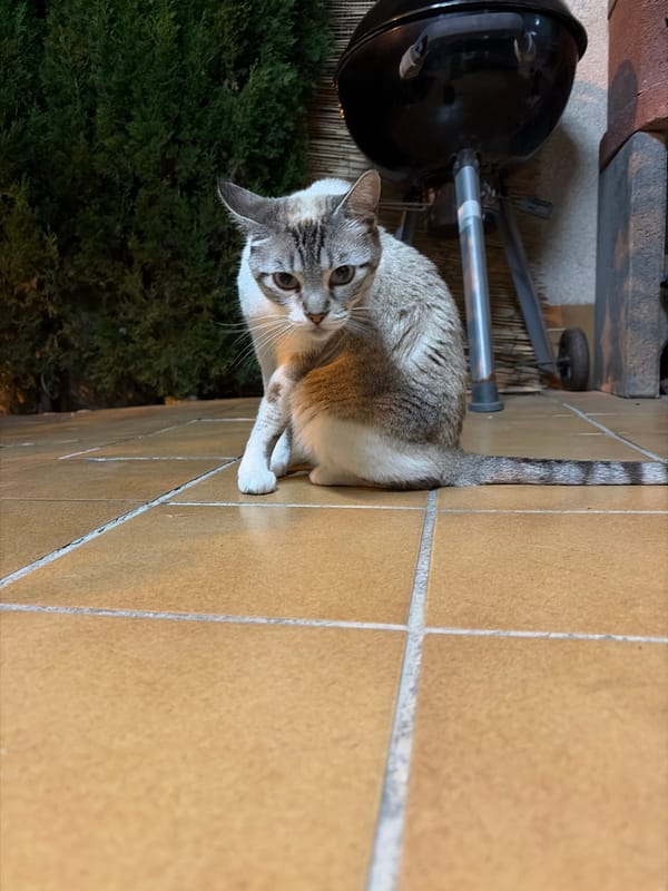 Cats, palms, and night gardens in residential Orihuela