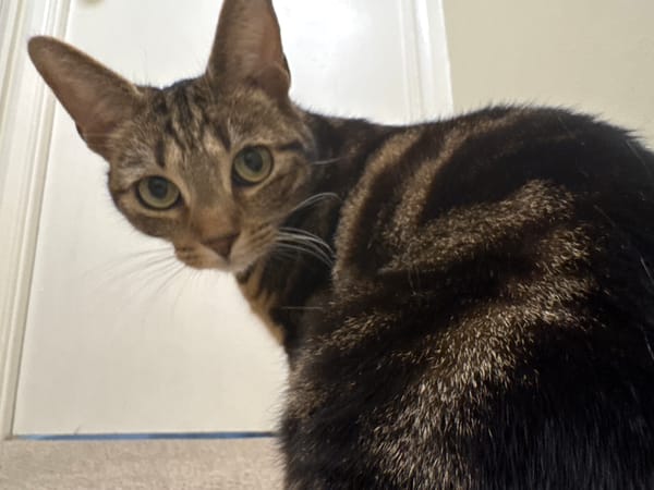 Indoor cat photography session captures tabby and tuxedo cats