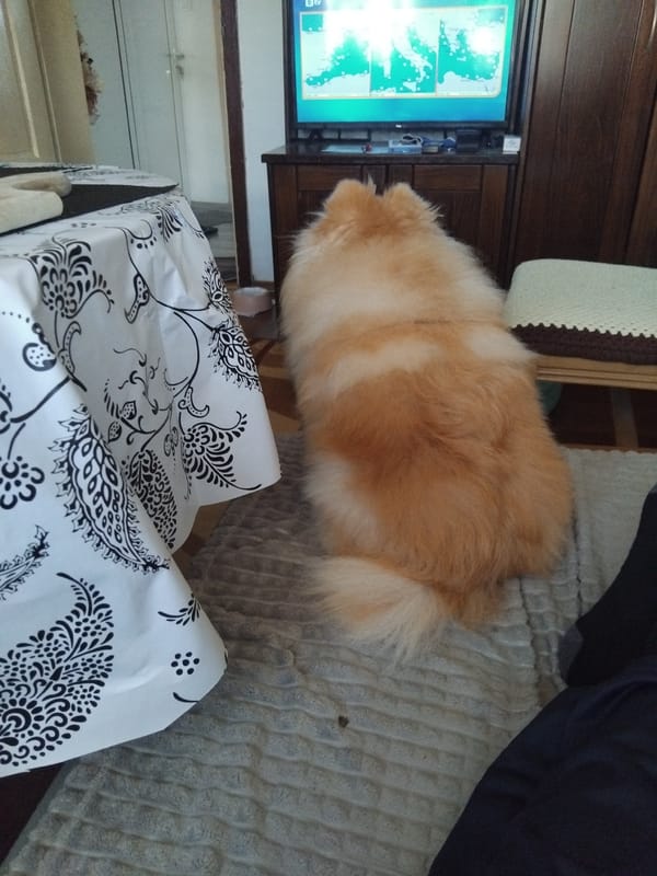 Small fluffy dog rests peacefully in Bulgarian home