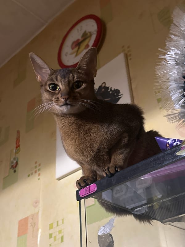 Cat observed with snacks in Moscow home