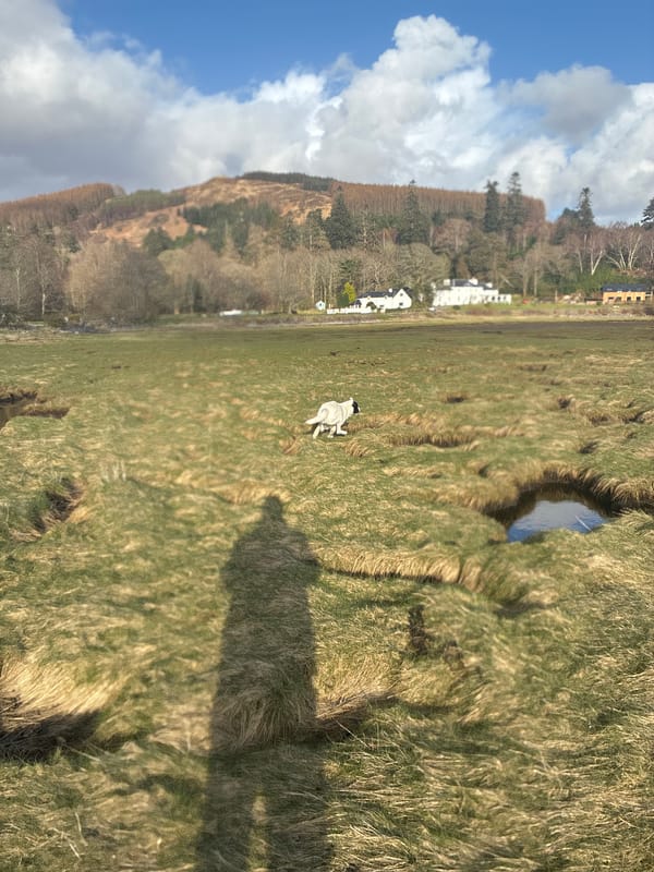 Dog spotted in grassy field in Strontian, Scotland