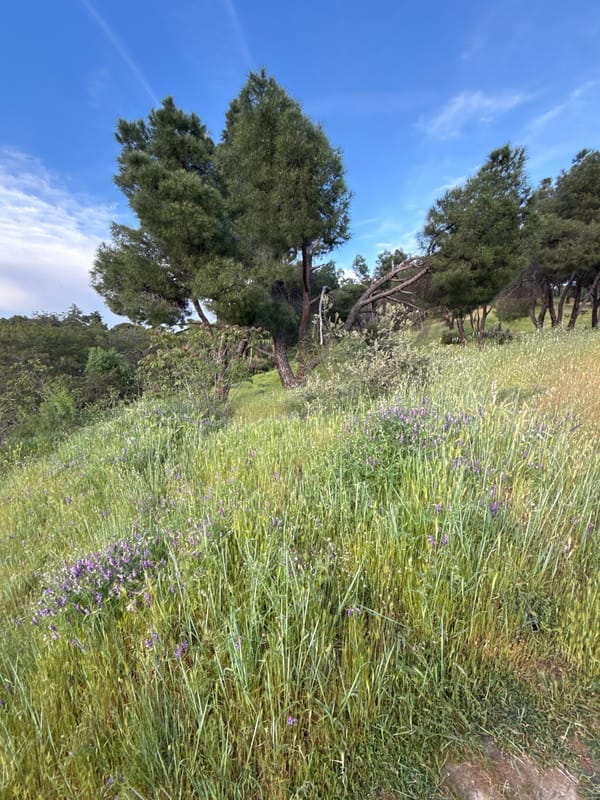 Spring afternoon park scene documented in Madrid