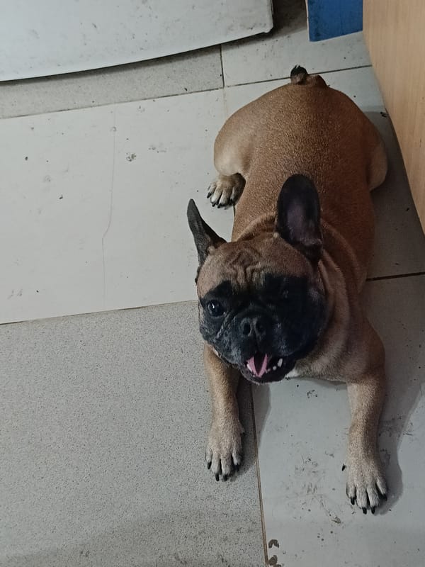 Dogs rest indoors as woman holds red egg in Rusalevka