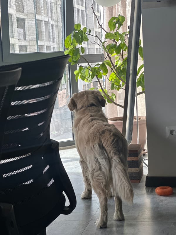 Dog and architectural planning software observed in Zovuni, Armenia