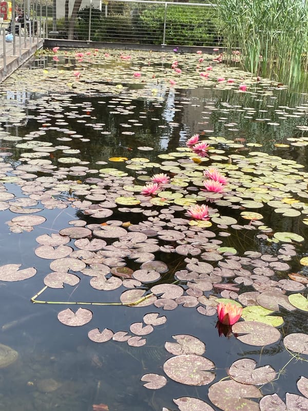 Peaceful morning scenes captured in Kiryat Bialik gardens