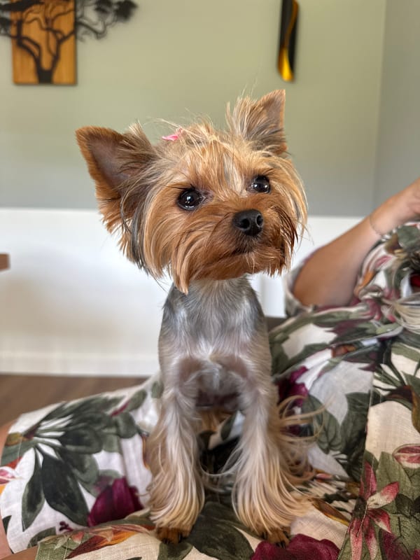 Yorkshire Terrier relaxing indoors on a quiet Latvian morning