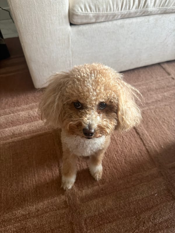 Curly-haired toy poodle chilling on a brown rug indoors