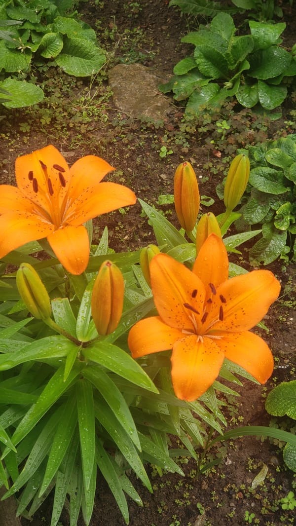 Post-rain flowers and street scenes in Prešov, Slovakia