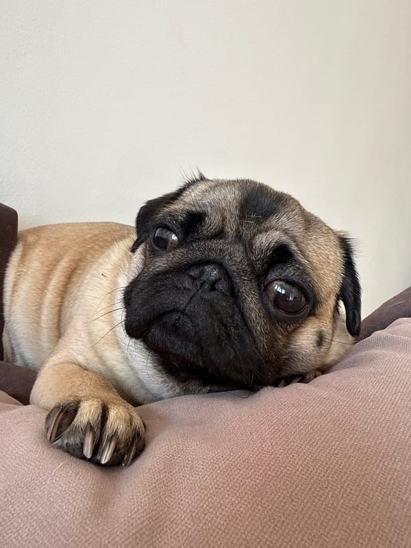 Pug rests on cushion, decorated nails spotted nearby