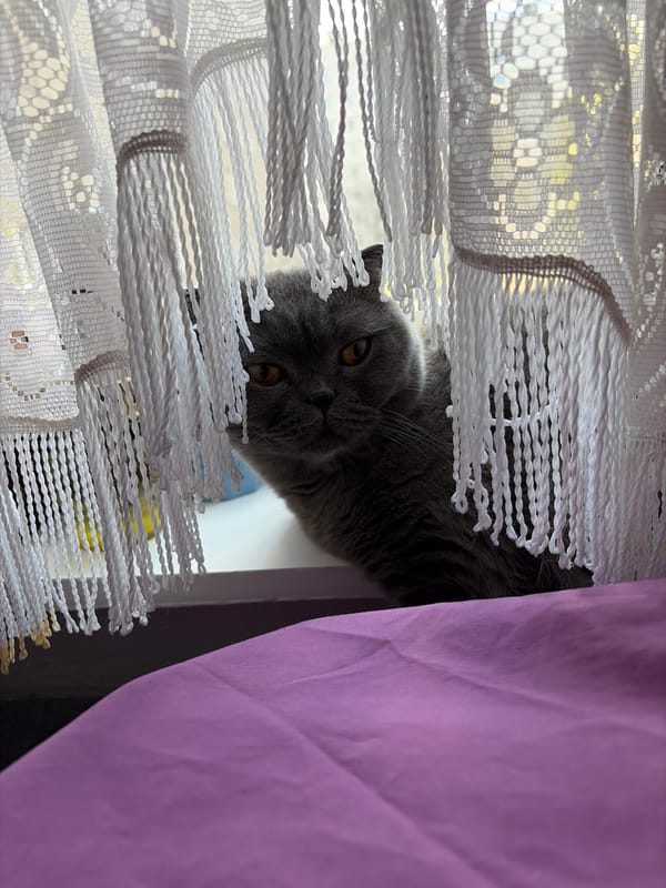 Gray cat observed at window in Dubrovo, Russia