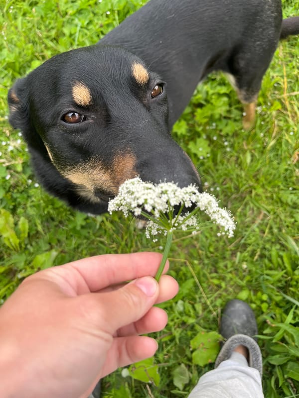 Dogs in a Nizhny Tagil field, some crowned with wildflowers