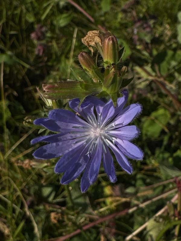 Chicory flowers and morning dew in Salekhard's summer light