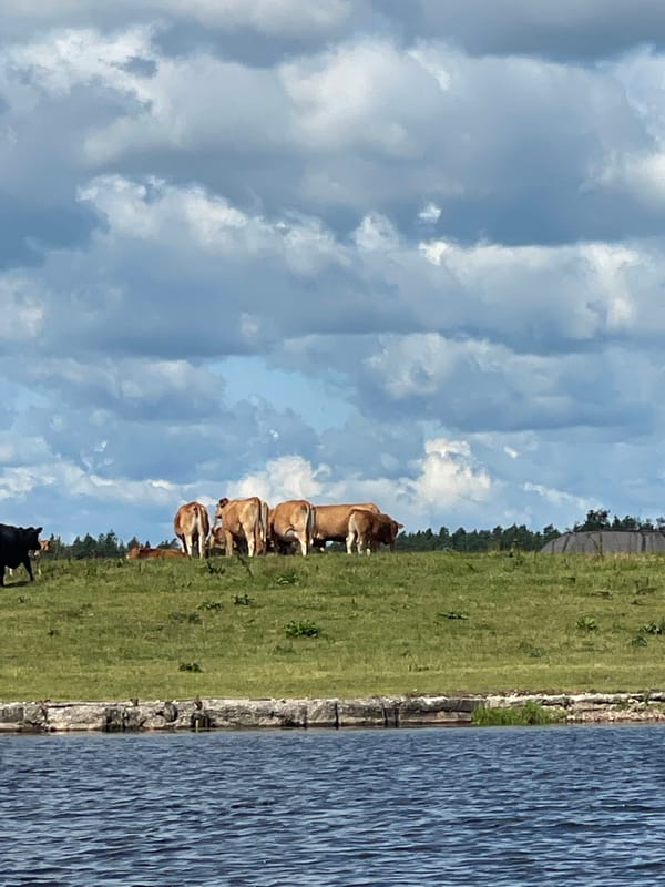 Cows on a grassy hill beside a calm river and truss bridge