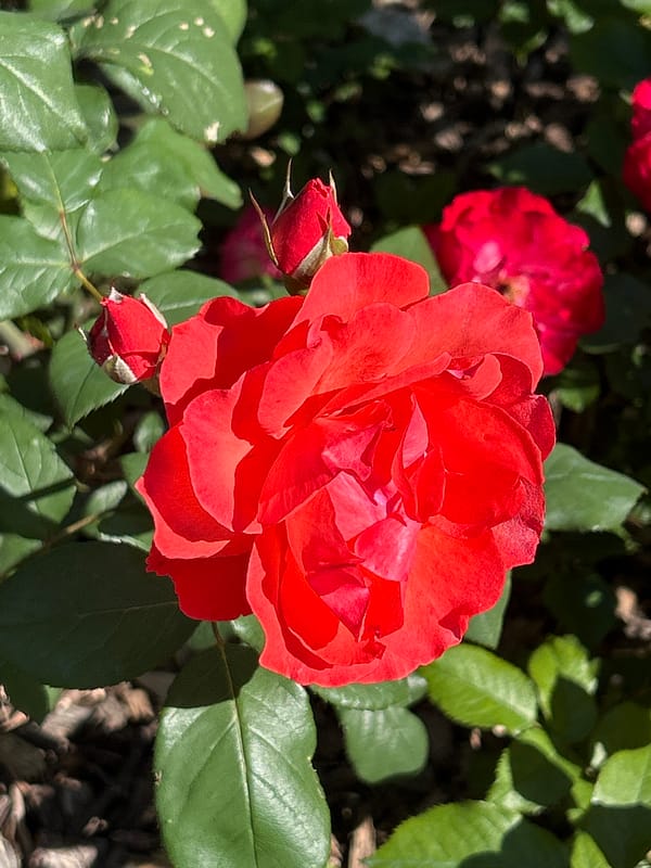 Close-up roses and a lion statue in a Montreal garden