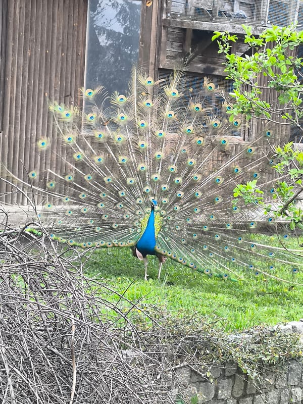 Peaceful morning scenes documented at Bulgarian architectural complex