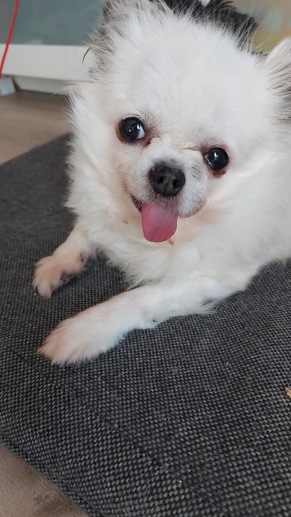 Casual afternoon observations captured around Figueira da Foz