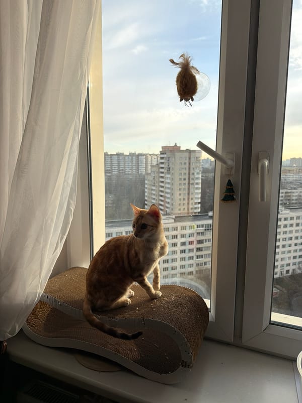 Cats observed in indoor settings in Vsevolozhsk, Russia