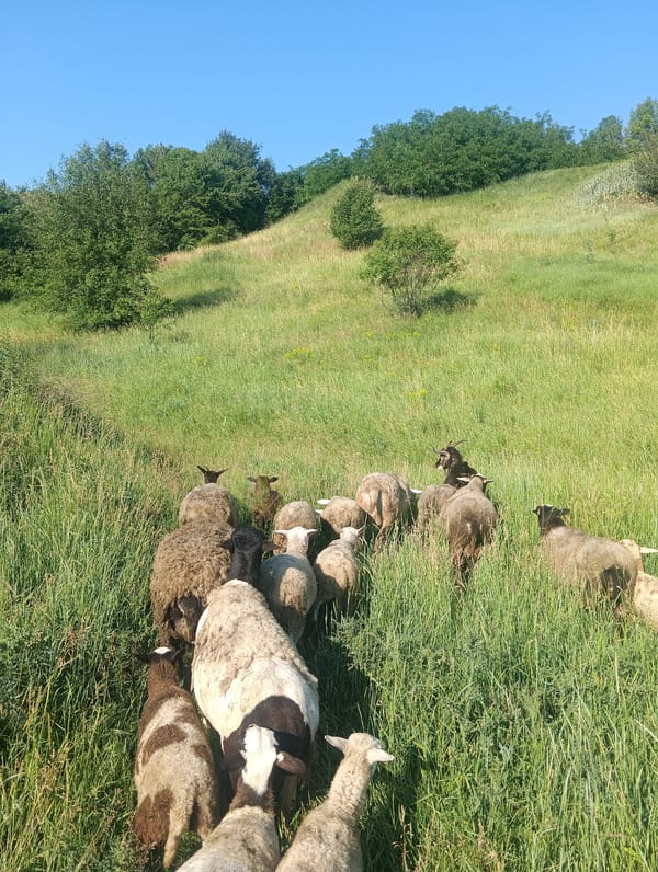 Sheep and goats roam sunlit hillside meadows and dirt paths
